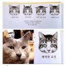 고양이카페 랙돌 이미지