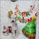 키티 앤 퍼피 이미지