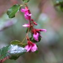 해변싸리 Lespedeza maritima Nakai 이미지