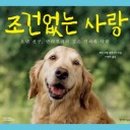 나나애견미용 이미지