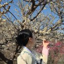 연화농장 | [경남 여행] 부산경남 매화명소 3곳 추천 | 봄맞이 꽃구경 당일치기 코스