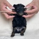 벨라켄넬 이미지