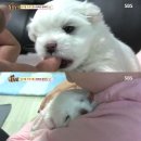 시월의고양이