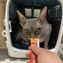 러브 스핑크스 이미지