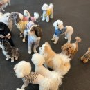 땅콩 애견유치원 이미지