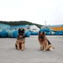 셰퍼트 분양 이미지