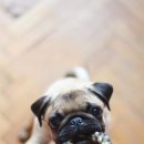 두산이네 애견샵 이미지