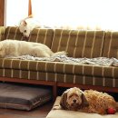 불꽃민박 이미지