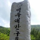 울진소나무 이미지