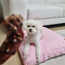 행복하개 희희멍멍 | [강아지수제간식] 희희멍멍 강아지오리목뼈.