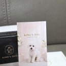 면목독 | 중랑구 면목동애견미용 킹스독 위생목욕 솔직후기