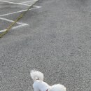 개털깍는 사랑이네 이미지