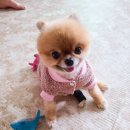 강아지 뷰티 이미지