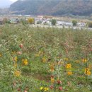 청송농장 이미지