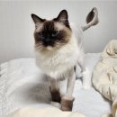 쥬디캣(Judy Cat) 이미지