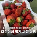 웅진농장 | 일산 딸기 체험 I 아기랑 실내 가볼 만한 곳 딸기가 가득! [다인이네 딸기 체험 농장]