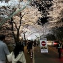 화개십리벚꽃길 이미지