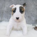 달려라 바우 이미지