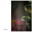 아름화원 - 은평구 연서로4길 20 | 아름화원