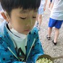 양지초등학교정문 앞 이미지