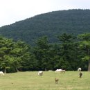 고수목마 다섯번째 - 한라산 5.16도로 조랑말 방목장에서... 이미지