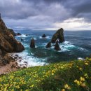 건강의향기 이미지