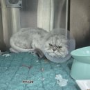 24시 봉담동물의료센터 | 후추의 입원일기-2(24시 봉담동물의료센터 고양이입원 봉담동물병원)