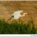 백로마을 이미지