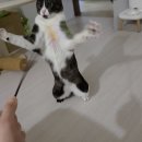 어느덧 성묘 (고양이 잡담, 플로우 후기, 자동화장실 반납)