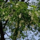 달콤한 나무 이미지