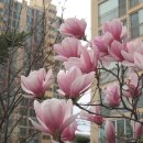 꽃에 묻힌 삼척의 봄 풍경 이미지