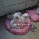 베리하우스 켄넬 이미지