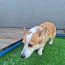 라인하트 애견호텔 유치원 | 김포시 <라인하트 애견호텔유치원> 김포애견호텔 방문 후기 :)!!