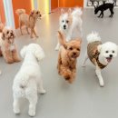 놀러오개 애견유치원 애견호텔 수원세류점 이미지