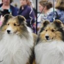 골든베릴셀티 이미지