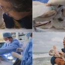 동물농장 이미지