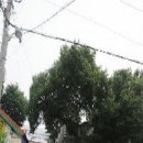 정태진 묘 이미지