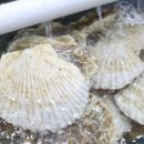 대명선어 이미지