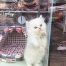 멍뭉이샵 이미지