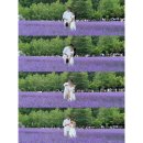삿포로 여름 비에이투어 흰그림자투어 내돈내산 후기 | 가격, 인생샷, 날씨, 준페이, 꿀팁