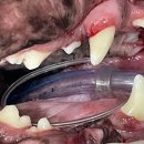 강남예치과동물병원 이미지