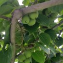 다래농장 이미지