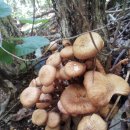 사진 으로 보는 자연산 버섯 종류 이미지