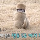 3개월된 강아지의 몸을 가진 5주 칠복이.gif 이미지