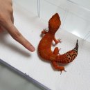 와이엔케이렙타일