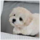 애니멀즈동물병원 이미지