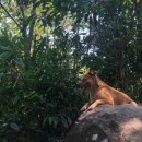 숲길 강아지 이미지