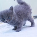 블루&펫 이미지