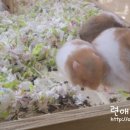인러브펫 | 신도림 아이러브펫 I LOVE PET 방문기 ~^^(신도림 골든햄스터 분양/신도림 수족관/신도림 골든햄스터...