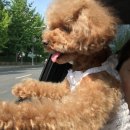 근우무역 | [펫케어페스티벌] 롯데백화점김포공항점 후기